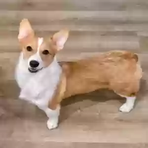 lost female dog toffee