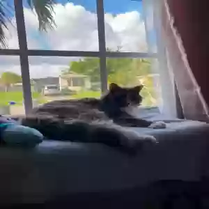 lost female cat stella