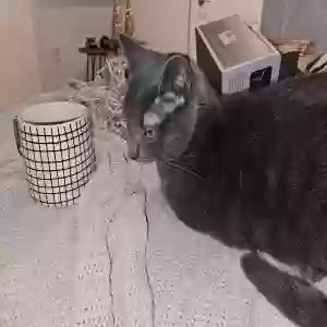 lost female cat evee