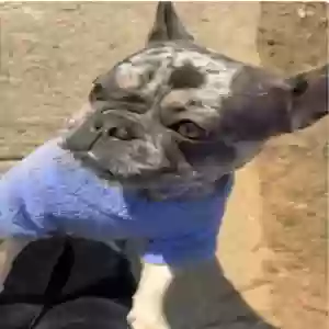 lost female dog latto