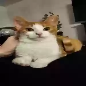 lost male cat gabriel