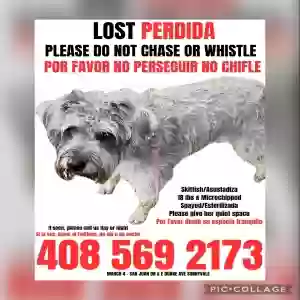 lost female dog lily
