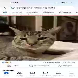 lost male cat yoda
