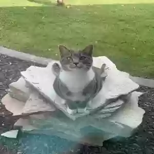 lost male cat mr. meowgi
