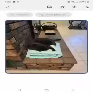 lost female cat moshio