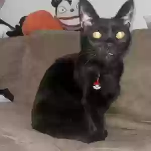 lost male cat onyx answers to “monkey”