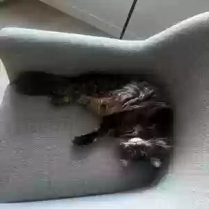 lost female cat unknown