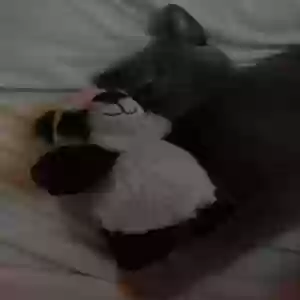 lost male cat paris