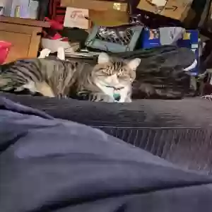 lost female cat brownie