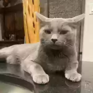 lost male cat ollie