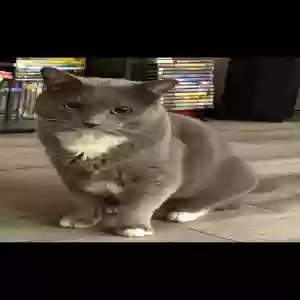 lost male cat biggs