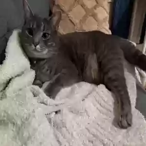 lost female cat nelly