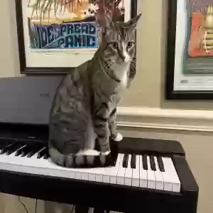 lost male cat jed