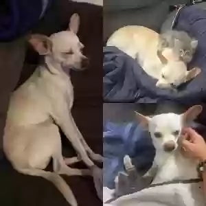 lost female dog horchata