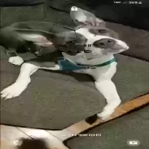 lost female dog kardi