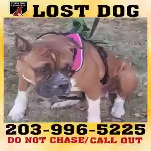 lost female dog amber