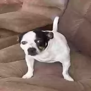 lost male dog pirate