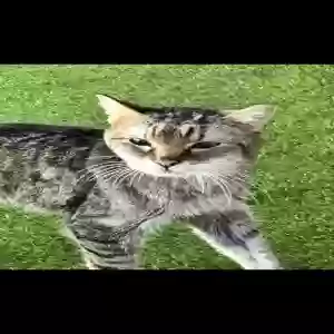 lost male cat angel