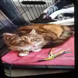 lost female cat paleita