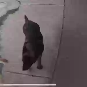 lost male dog hercules