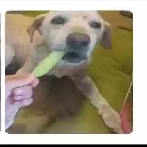 lost male dog bolt