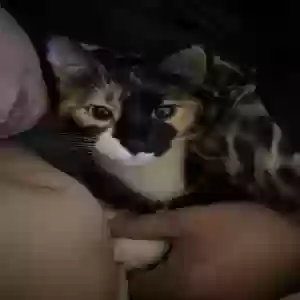 lost female cat callie