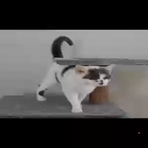 lost female cat nelly