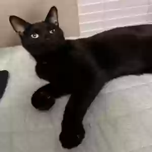 lost male cat everything