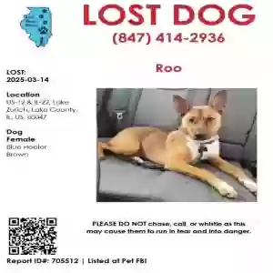 lost female dog roo