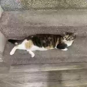 lost female cat forrest
