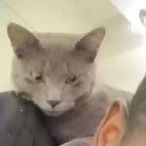 lost female cat unknown
