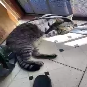 lost male cat charlie