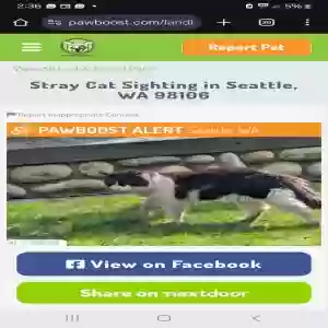 lost male cat roger