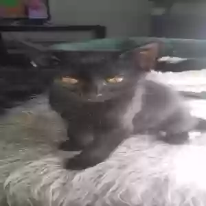 lost male cat bagheera