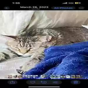 lost male cat georgie