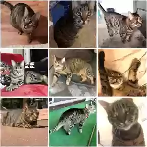 lost female cat kittan