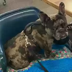 lost male dog milo