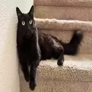 lost male cat spritz