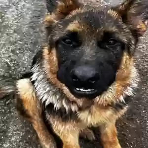 lost male dog unknown