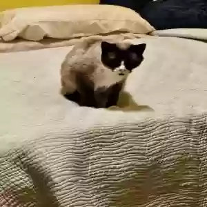 lost female cat comet