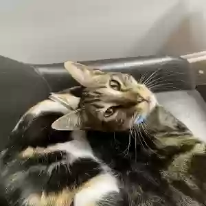 lost male cat six