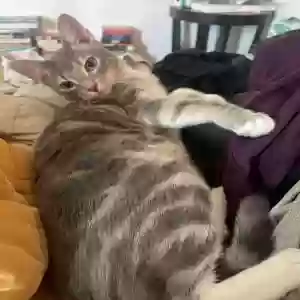 lost female cat chartreuse