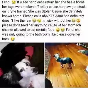 lost female dog fendi