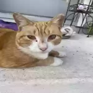 found unknown cat found pet