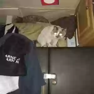 lost male cat scooter