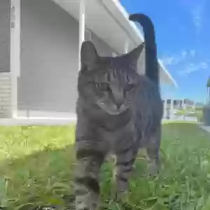 lost male cat riggs