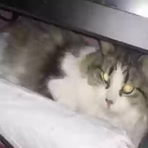 lost female cat coco