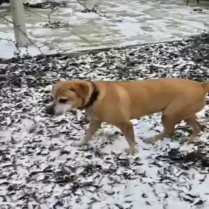 lost female dog stella
