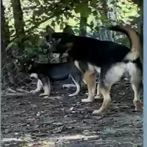 lost unknown dog happy and chase