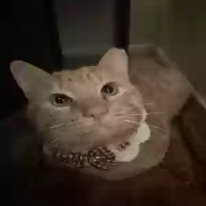 lost male cat cheeto